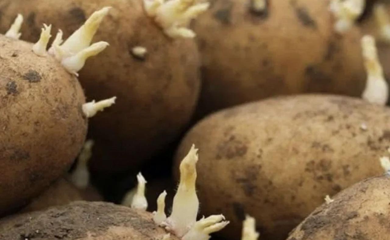 Patata